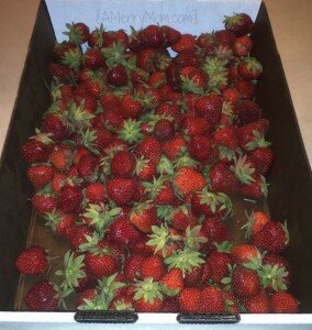Fresh strawberries | AMerryMom.com
