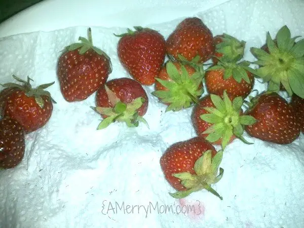 Keep strawberries fresh in the refrigerator after picking them | AMerryMom.com