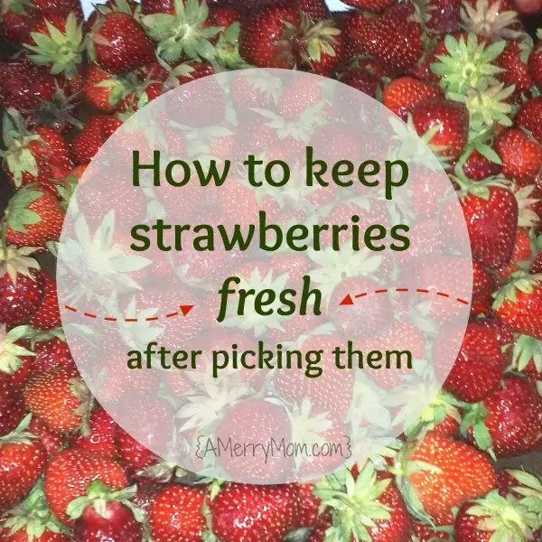 How to keep strawberries fresh after picking them | AMerryMom.com